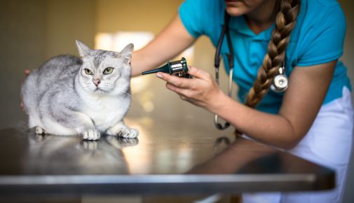 Katze beim Tierarzt - 760x570 px