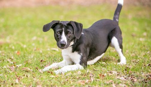 Schwarz-weißer Hund steht in Spielhaltung auf einer Wiese.