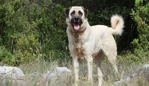 Anatolischer Hirtenhund