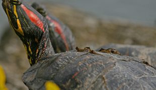 Rotwangen-Schmuckschildkröte