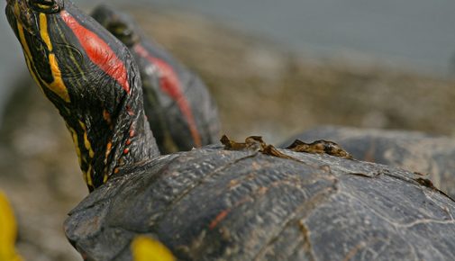 Rotwangen-Schmuckschildkröte