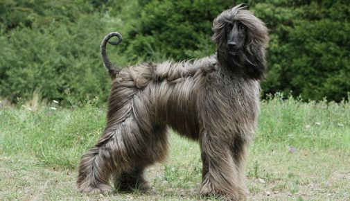 Afghanischer Windhund