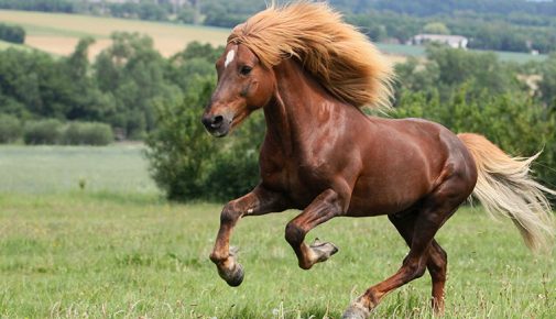 Island Pony