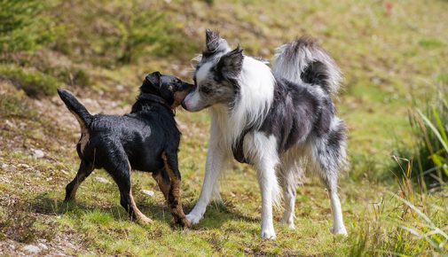 Hundebegegnung