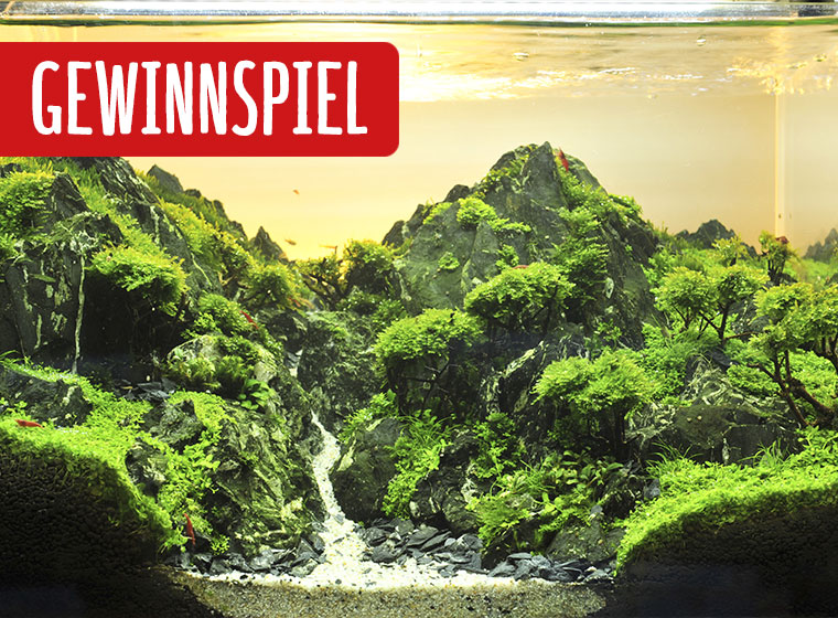 Aquascaping Unterwasserlandschaften kreativ gestalten