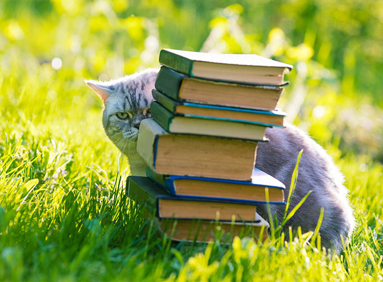 Katze mit Büchern