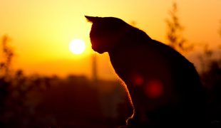 Katze im Sonnenuntergang