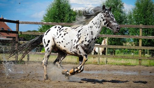 Appaloosa