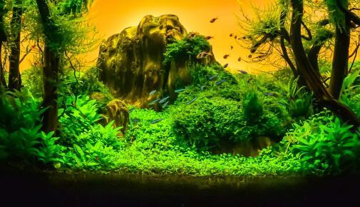 Aquascaping