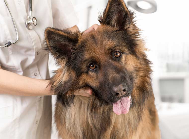 Blutspende Wie Ein Hund Zum Lebensretter Wird Zooroyal
