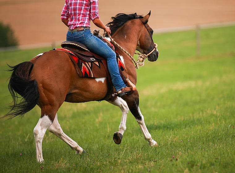 Was ist eigentlich genau Westernreiten? ZooRoyal Magazin