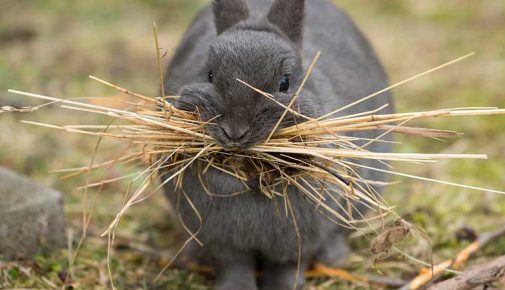 Kastration Kaninchen