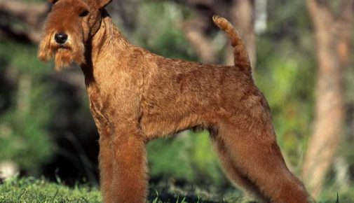 Lakeland Terrier