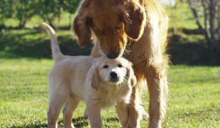 Hundemama kümmert sich liebevoll um Welpen. Später hält artgerechtes Hundefutter sie groß und stark