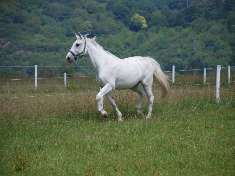 Holsteiner im Rasseportrait ZooRoyal Magazin