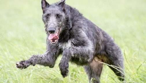 Deerhound