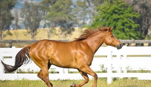 Quarter Horse