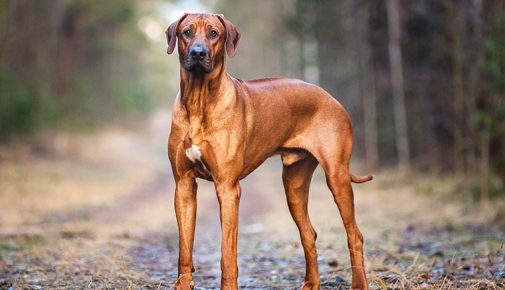 Futterauswahl für ausgewachsene Hunde