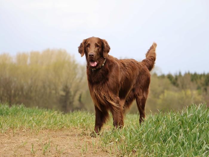 Flat Coated Retriever im Rasseportrait ZooRoyal Magazin