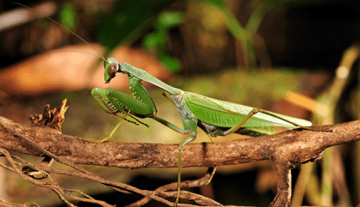 Indische Riesengottesanbeterin