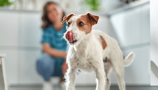 Futter für alte Hunde