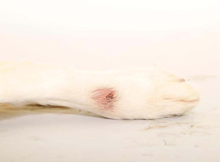 Hot Spot Hund Was ist das? ZooRoyal Magazin