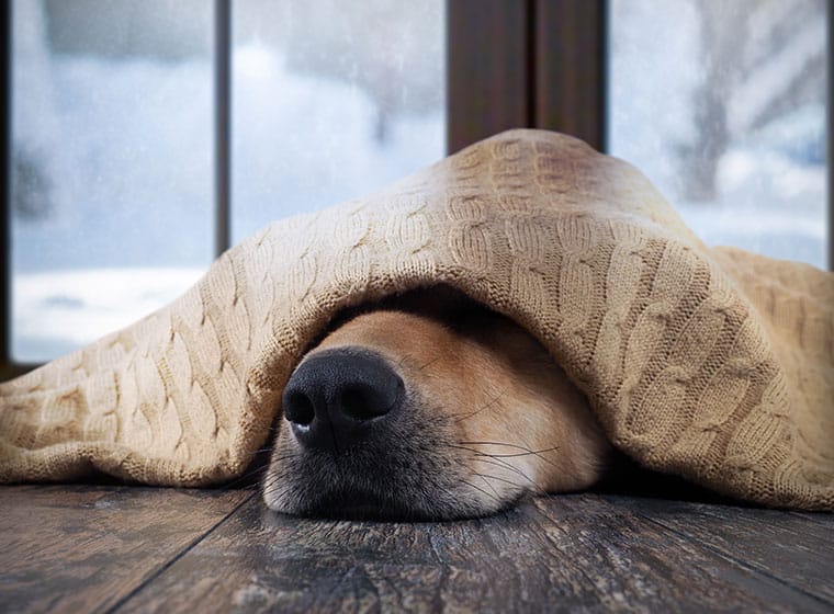 winterdepression beim Hund