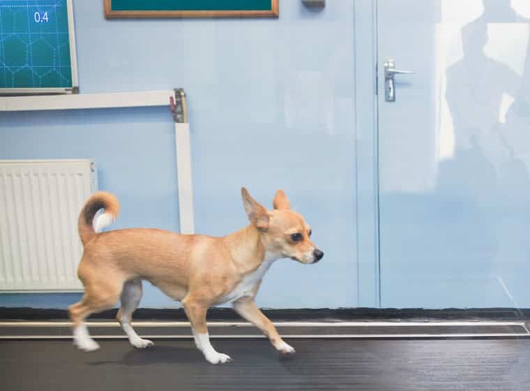 Zooroyal Denkt Nachhaltig Burohunde Erzeugen Strom Zooroyal Magazin