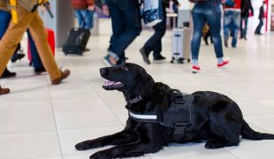 Schwarzer Hund mit Geschirr liegt in einer Wartehalle mit vielen vorbeigehenden Reisenden.