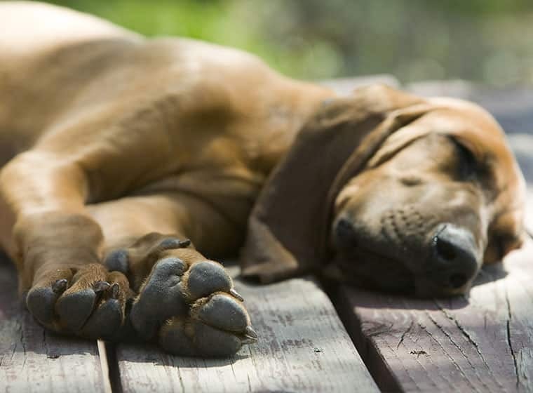 Verwöhnter Hund Keine Lust zum Spielen? ZooRoyal Magazin