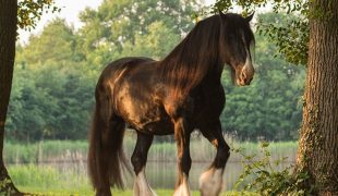 Shire Horse