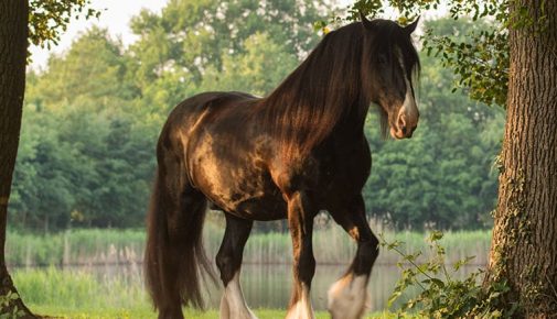 Shire Horse