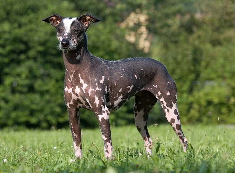Hunde ohne Fellwechsel ZooRoyal Magazin