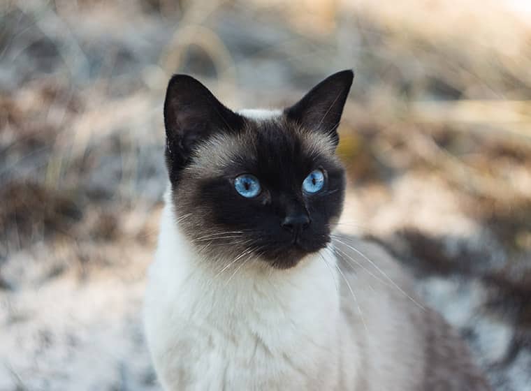 Chinesische Katzen Chinesische Katzen