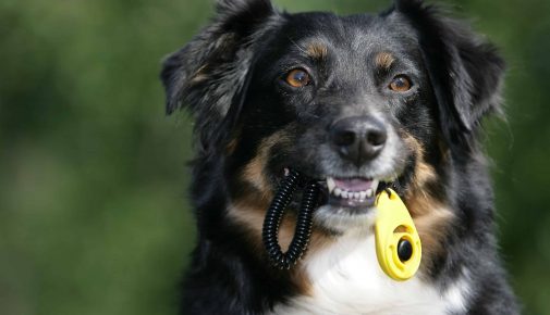 Hund gymnastizieren