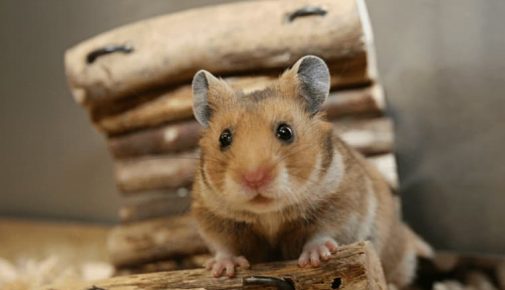 Hamster beschäftigen