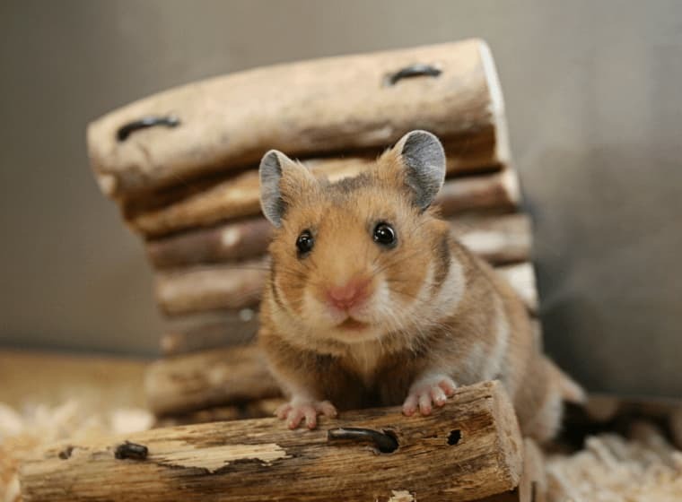 Hamster beschäftigen