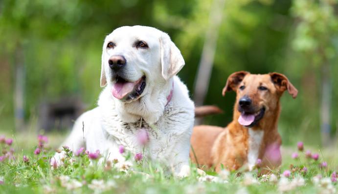 Erziehung von Hunden so machst du es richtig ZooRoyal Magazin