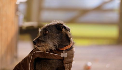 Hundemantel im Winter