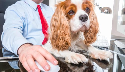 Bürohund