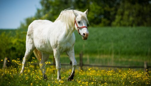 Connemara Pony