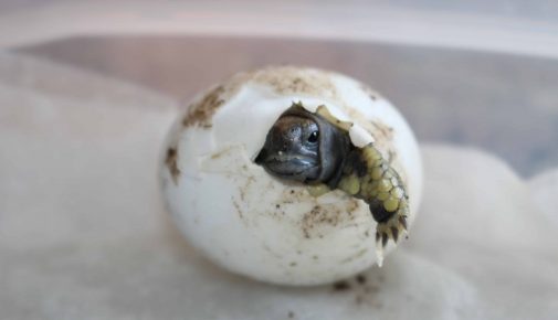 Inkubation - Schildkröte schlüpft