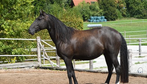 Lusitano im Rasseportrait