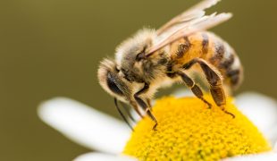 Bienenarten