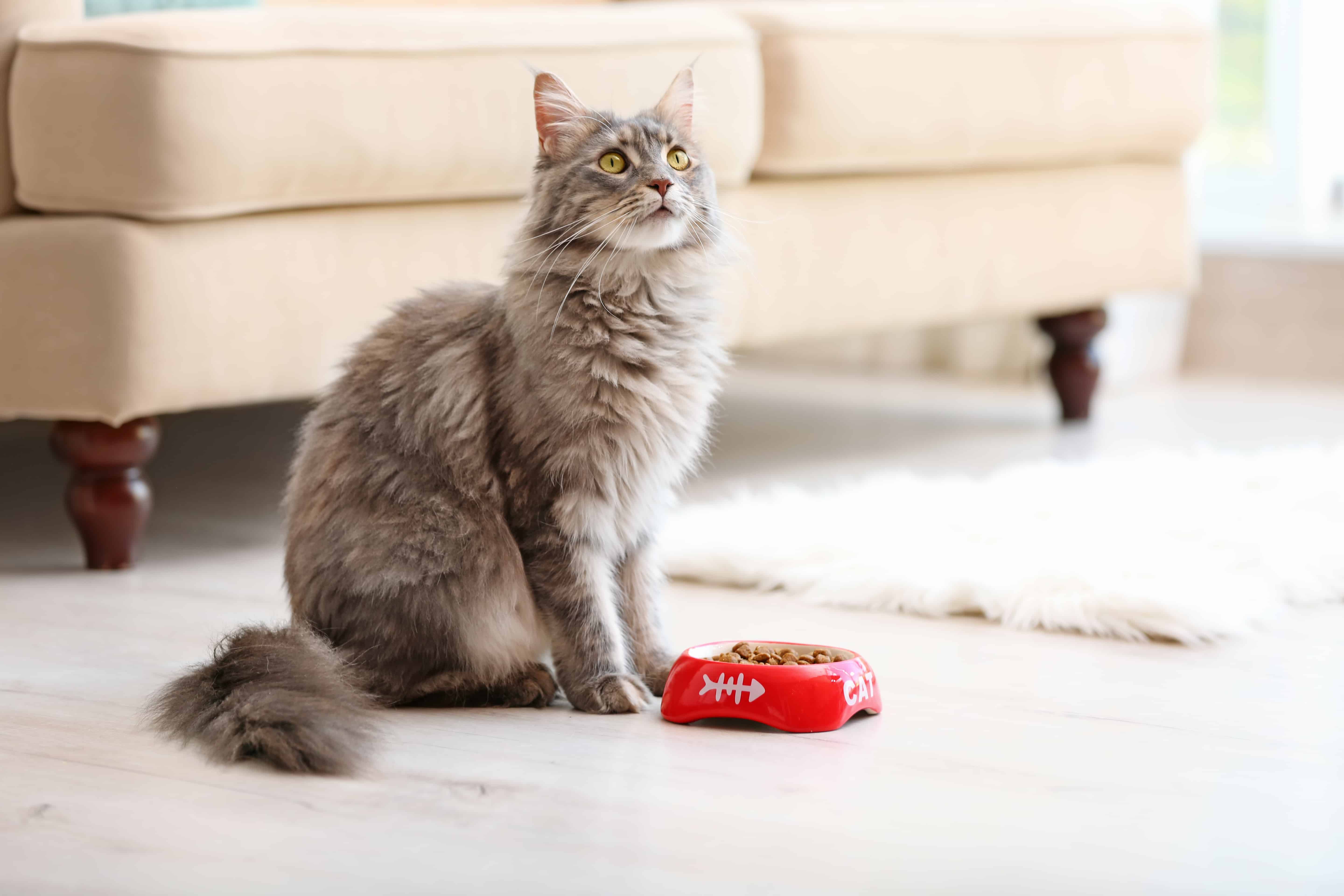 Katze Eingewöhnen Frisst Nicht