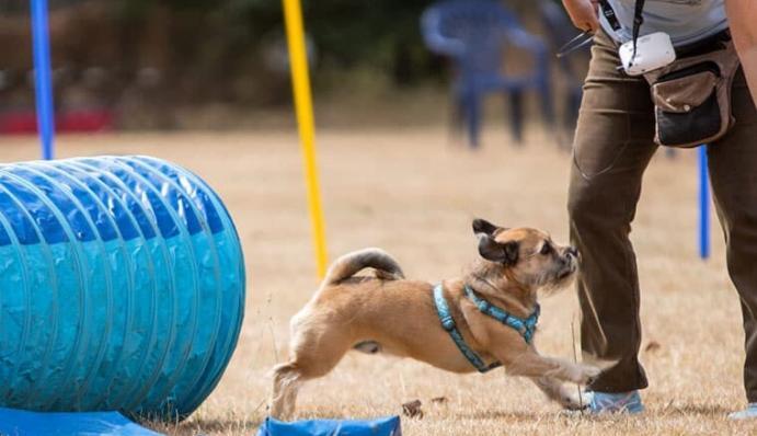 Hund in der Flegelphase Tipps zur Erziehung ZooRoyal Magazin