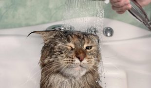 Katze in Badewanne