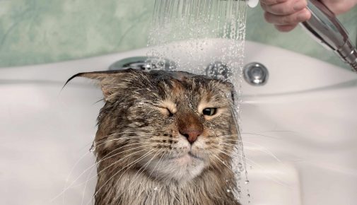 Katze in Badewanne