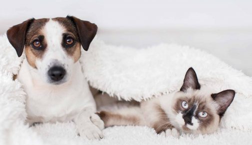 Coronavirus bei Hund und Katze