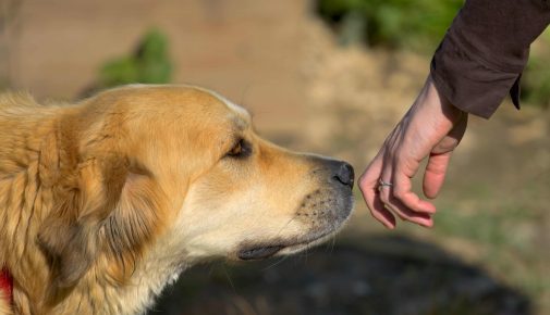 Allergieanzeigehunde